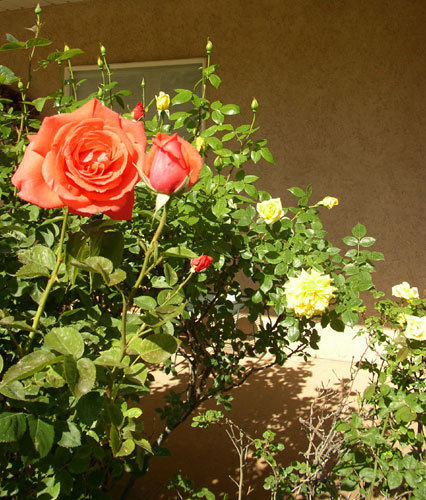 سبرينجديل Novel House Inn At Zion المظهر الخارجي الصورة